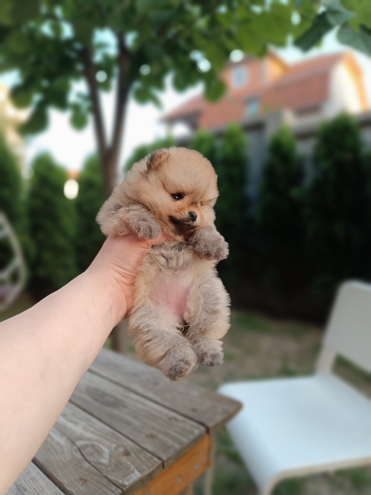 Pomeranac Top zenka